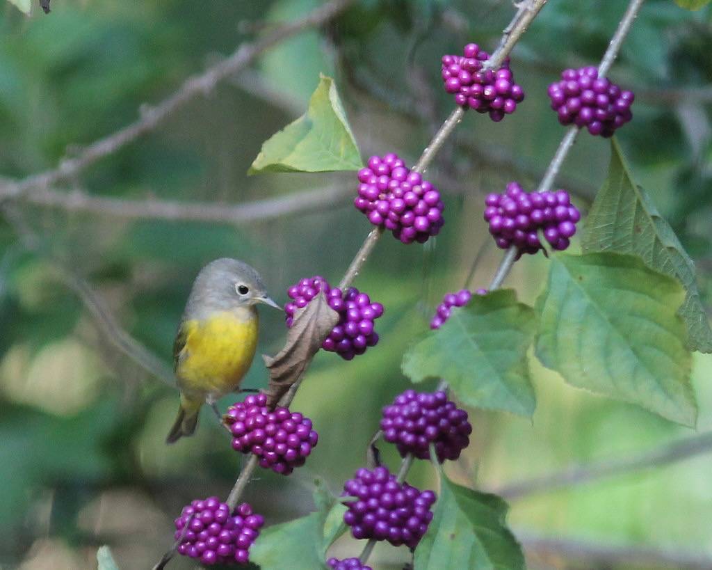 Nashville Warbler (works) by Wildreturn is licensed under CC BY 2.0.